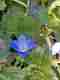 Fleurs (2)